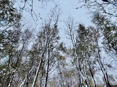 -丁香湖公园