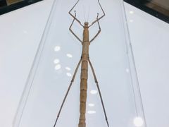 -上海昆虫博物馆