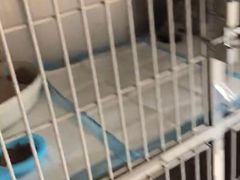 -瑞派宠物医院·24h·骨外科·皮肤科·全科宠物医疗转诊中心(沈阳浑南院)