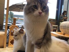 -瞄一喵猫咖(格力海岸店)