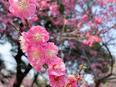 -红梅公园