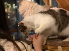 -共舞时光猫咖·狗咖(新街口店)