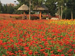 -羊亭河湿地公园