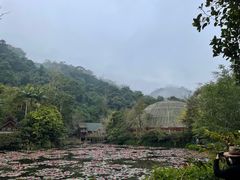 -野象谷景区