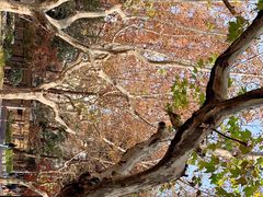 -一尺花园(安和花园店)