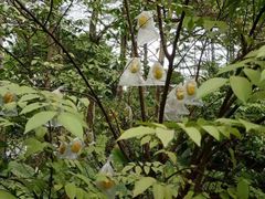 -松山湖梦幻百花洲