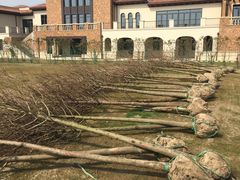 -上海崇明金茂凯悦酒店