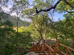 -大岭沟猕猴桃谷风景区