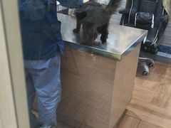 -瑞派名望志远动物医院·猫科·內科·异宠专科(直港大道店)