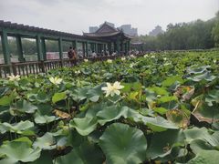 -莲花池公园