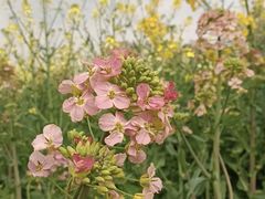 -中国天府农业博览园