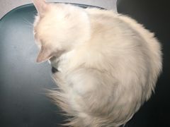 -飞行喵MR PILOT|猫舍·猫咖(静安大融城店)