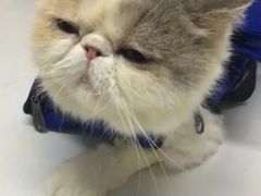 -伟伟宠物医院·CT影像中心·瑞派犬猫综合性门诊(汉口总院)