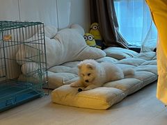 -翊宠yipet猫狗购宠庄园犬舍•猫舍