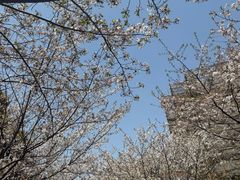 -高东镇樱花园