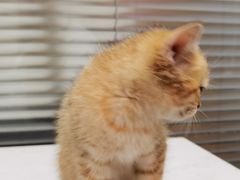 -pd派德宠物中心医院24H急重症·眼科中心·血液透析中心(嵩山北路店)