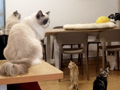 -有喵·猫咖·狗咖·30几只猫10只小狗(岗厦店)