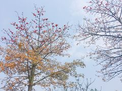 -大湾区中央湿地公园
