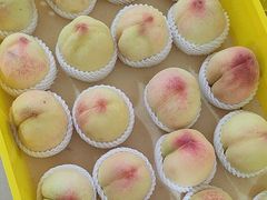 -老袁家蜜桃农场·阳山水蜜桃