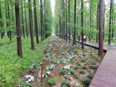 -黄海国家森林公园