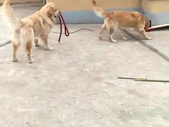 -波姐宠物家庭寄养