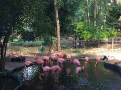 -清迈夜间动物园