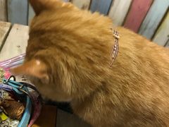-小时光咖啡馆(开森度假森林店)