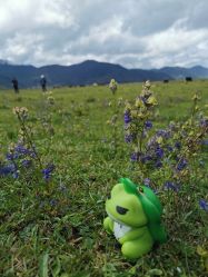 -纳帕海依拉草原