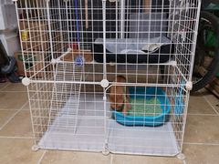 -艾贝尔宠物医院·狂犬免疫点(江山金象城店)
