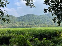 -中国茶叶博物馆(双峰馆区)