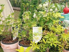 -深圳仙湖植物园