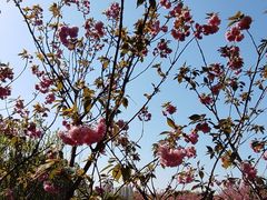 -南汇桃花村