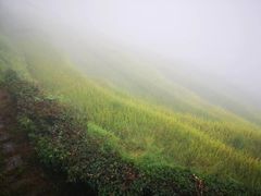 -紫鹊界梯田景区