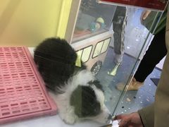 -龟与熊猫宠物公园(南坪店)