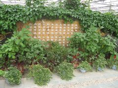 -上海都市菜园