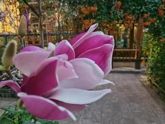 -山大王菌莊