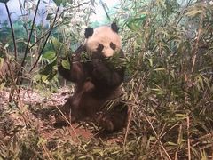 -陕西自然博物馆