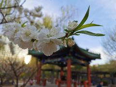 -月坛公园