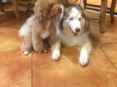 -more than meow吴止猫主题餐厅(承德 中船汇店)