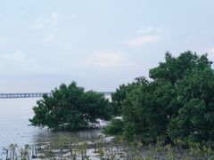 -宝安西湾红树林湿地公园