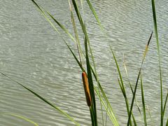 -阳宗海湿地