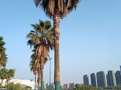 -金沙湖公园