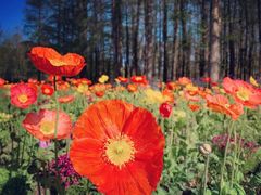 -上海共青森林公园