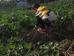 -前小桔亲子创意农场·草莓采摘·露营烧烤