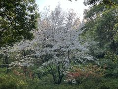 -苏州上方山国家森林公园
