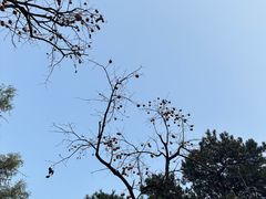 -香山公园