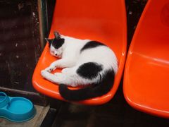 -宝旺姜母鸭(顶澳仔猫街店)