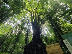 -莫里热带雨林景区