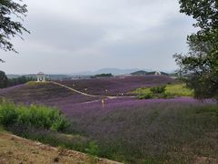 -密云玫瑰情园