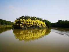 -大湾区中央湿地公园